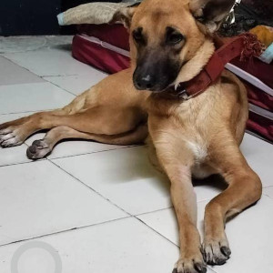 Found: Brown Female Belgian Shepherd Dog from Santacruz east, Mumbai