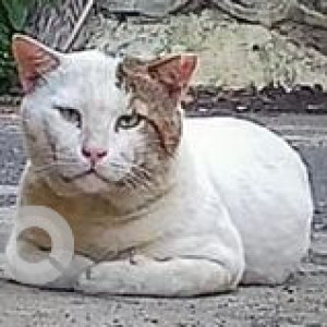 Missing: White Female Indie Cat from Saint Peters Colony near noble plus chemist, Turner Road, Bandra west