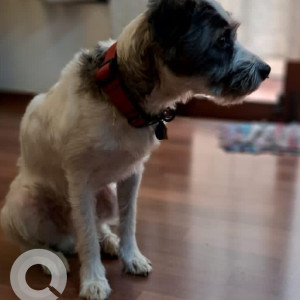 Missing: White Male Jack Russell mix rat terrior Dog from Jayanagar 2nd block, 12th cross, 7th main