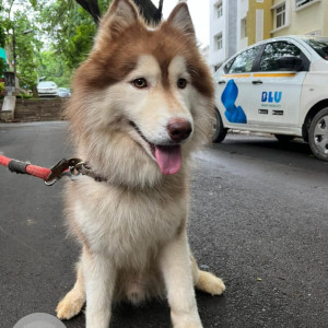 Found: White-Brown Mix Male Husky Dog from Sadashivanaga