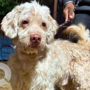 Found: White-Brown Mix Male Poddle Dog from Ulhasnagar