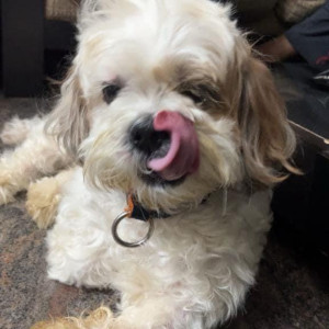 Missing: White-Brown Mix Male Shih Tzu Dog from Canara Bank Isro Layout, Bangalore