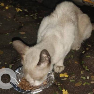 Found: White Male Short Hair Siamese Cat from Shantaben Joggers and Walkers Park, Juhu