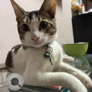 Missing: White and Grey Male Indie Cat from Sumannagar, Priyadarshni, Lal Dongar, Shiv Shrusti