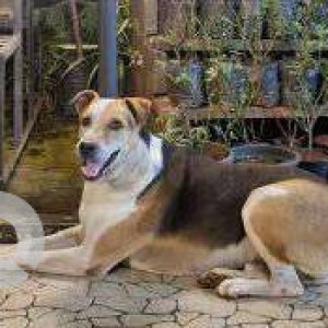 Missing: White-Brown Mix Male Pariah Dog Dog from OLPS church, Chembur