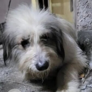 Found: White Male Romanian Mioritic Shepherd Dog from Balepet
