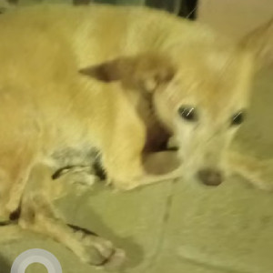 Missing: Brown Female Indie Dog from Mugalivakam